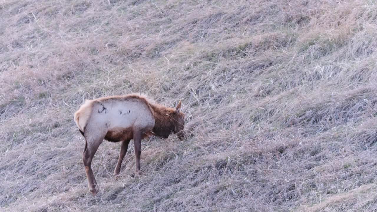 alce macho solitario con cuernos pequeños come hierba seca en la ladera sombreada