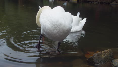 cisne mudo acicalando su plumaje en un estanque de patos en el parque boscawen, truro, inglaterra