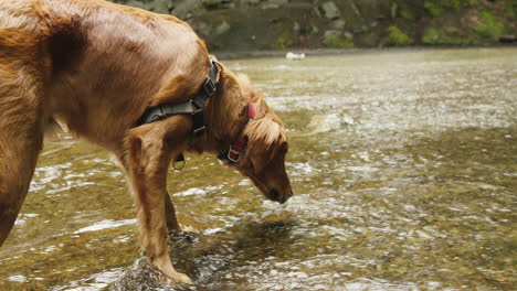 cachorro golden retriever bebiendo agua de nuestro pequeño arroyo