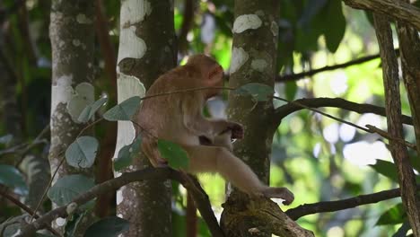 A-close-up-shot-of-a-wild-northern-Pig-tailed-Macaque-picking-lice-eggs-off-its-furry-prehensile-feet-on-a-tree-in-a-tropical-forest-in-Khao-Yai-National-Park-Thailand,-Asia