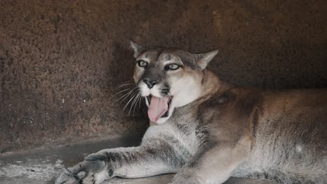 Puma-Bostezando-En-Cueva,-Lame-Piel-Después