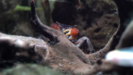 las garras de un cangrejo de garra roja picotean madera muerta sumergida