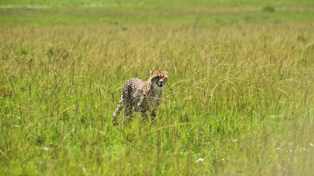 movimiento lento de los cachorros de guepardo caminando en exuberantes llanuras de sabana de hierba larga verde exuberante en masai mara, áfrica, lindos animales jóvenes en un safari de vida silvestre africana en masai mara, kenia