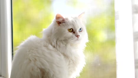 domestic cat with complete heterochromia. white cat with different colored eyes is sitting by the window.