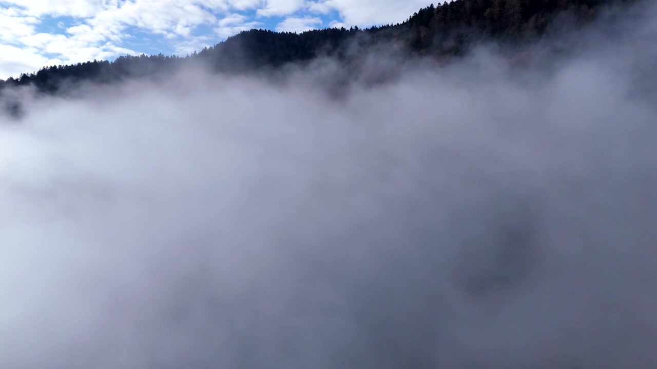 Langsamer Drohnenflug über einen stimmungsvollen Bergwald.