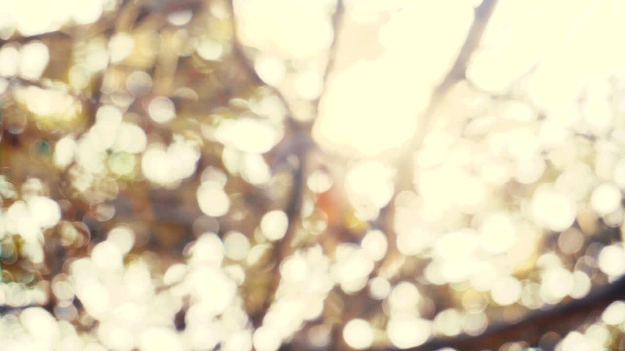 태양 광선과 함께 자연적 인 추상적 인 보케 배경