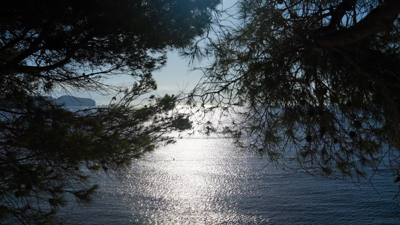 Ocean view through pine trees