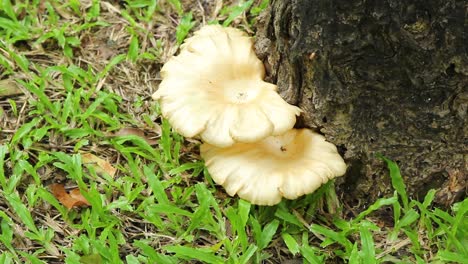 La-Seta-De-Ostra-Blanca-Crece-En-El-Tronco-De-Un-árbol