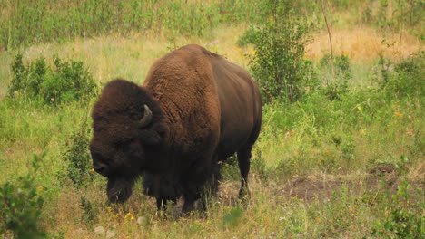 Amerikanischer-Bison-Kaut-Wieder,-Wedelt-Mit-Dem-Schwanz-Und-Schüttelt-Den-Kopf