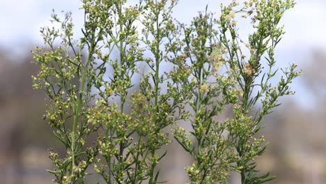 time-lapse of a tree blooming in spring