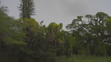 lush-green-overgrowth-as-the-tropical-forest-is-overtaken-by-invasive-species-of-plants-trumpet-vines