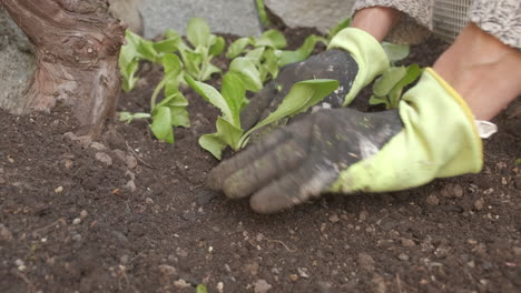 organic agriculture cultivation, farmer hands planting salad vegetable, seedling sapling home garden slow motion