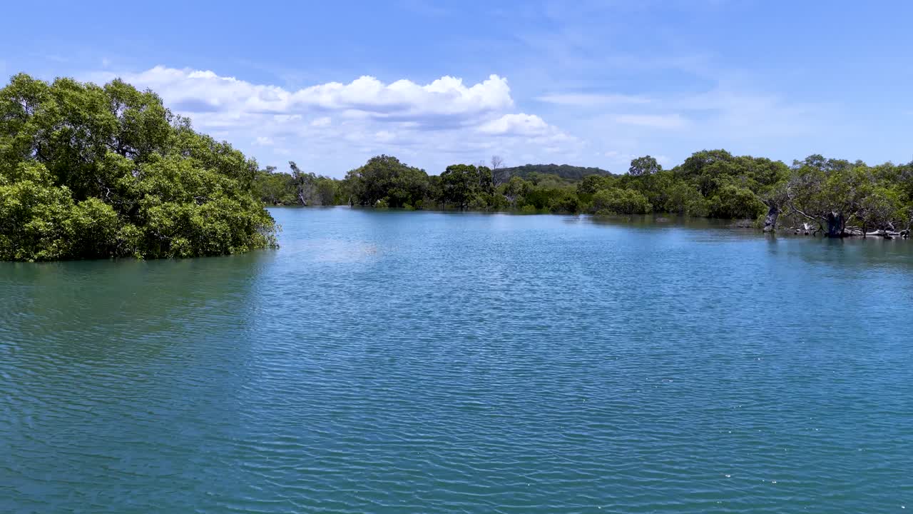 Clip video di un drone che sorvola un canale estuariale tropicale circondato da fitte foreste di mangrovie verdi