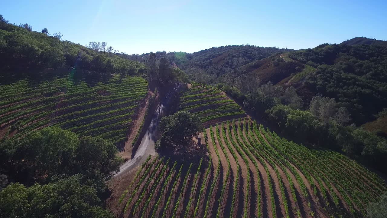 Una veduta aerea laterale lungo una collina sopra filari di vigneti nella Contea di Sonoma, California settentrionale 3