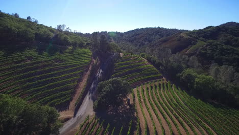 Una-Antena-De-Vista-Lateral-A-Lo-Largo-De-Una-Ladera-Sobre-Hileras-De-Viñedos-En-El-Condado-De-Sonoma,-En-El-Norte-De-California-3