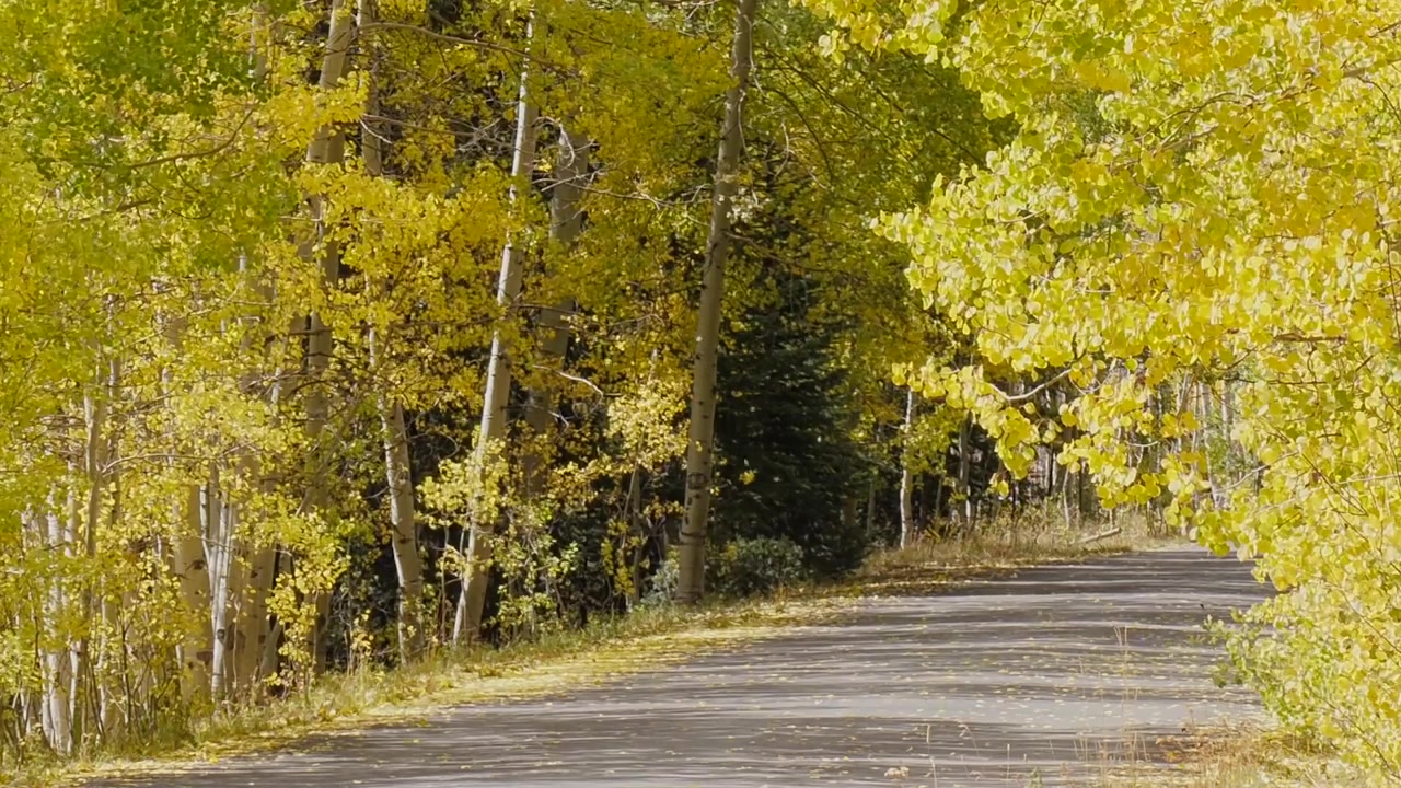 Carretera rodeada de álamos dorados a principios de otoño en Colorado.