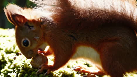 red squirrel in a forest