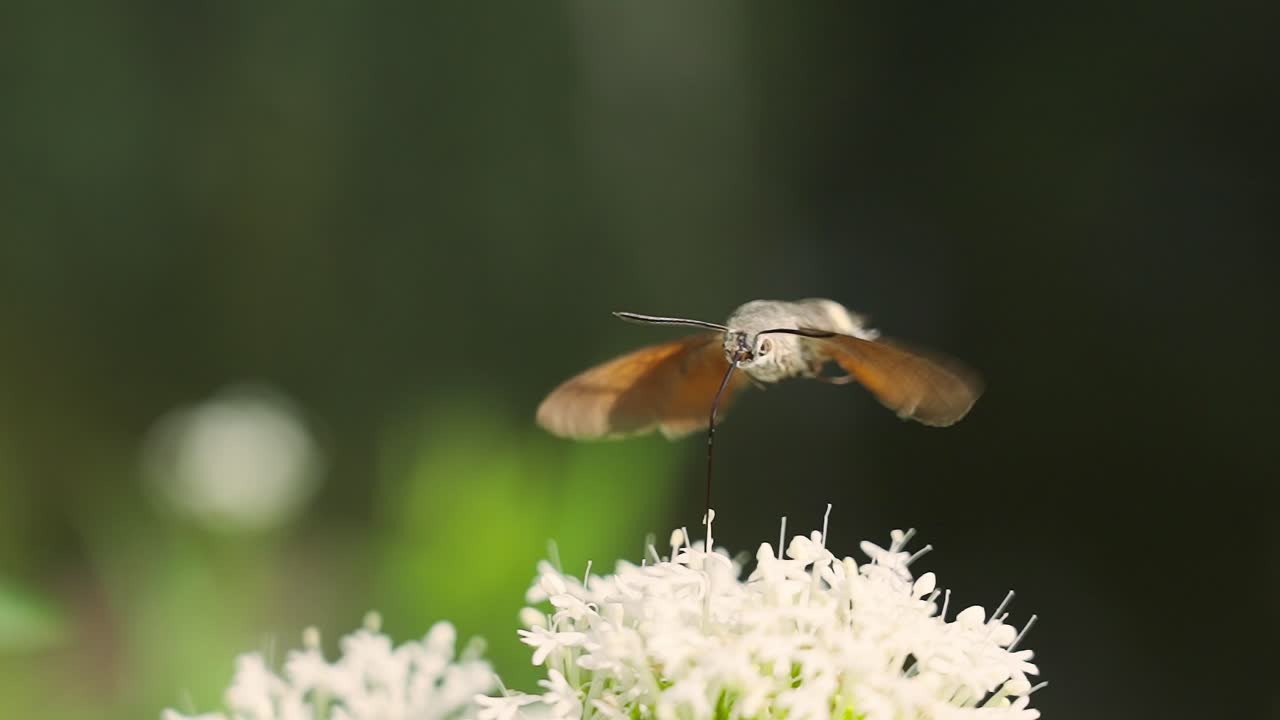 A Hummingbird Hawk-Moth hovers above a flower, searching for nectar. A captivating moment in nature, showcasing the beauty of this unique insect and its interaction with flowers. Beautiful insects