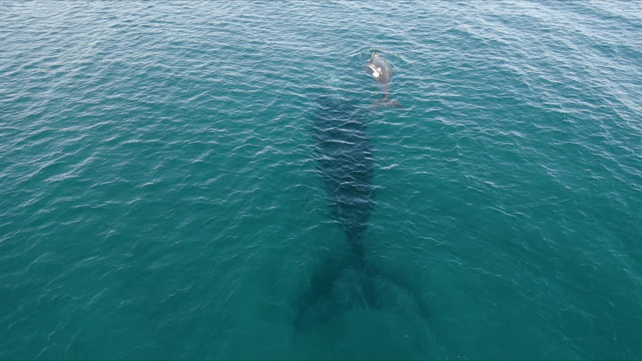 ballena bebé es mordida en la espalda por una gaviota cuando salió a respirar - toma aérea