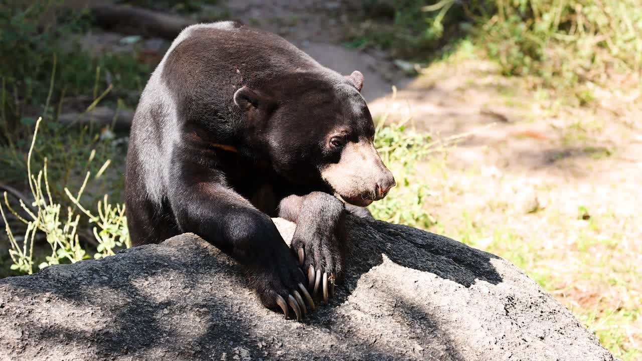 Orso malese su una roccia