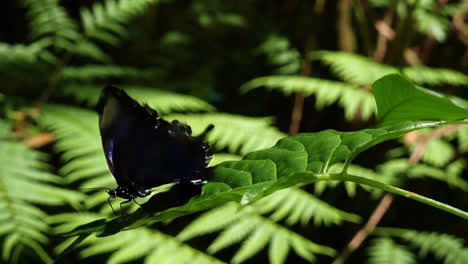 blue butterfly perched on a green leaf