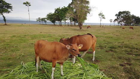 Wunderschöne-Bali-Rinder,-Die-Gemeinsam-Auf-Der-Strandwiese-Grasen,-Einzigartige-Rasse,-Indonesien,-Südostasien,-Wiesenlandschaft