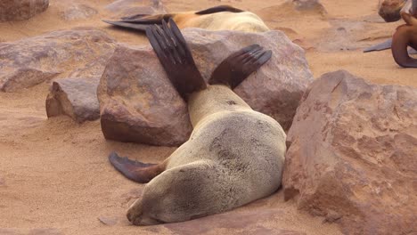 Una-Foca-Relajándose-Poniendo-Sus-Pies-Sobre-Las-Rocas-En-Una-Playa-Atlántica-En-La-Colonia-De-Focas-De-Cape-Cross,-Namibia