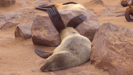 una foca relajándose poniendo sus pies sobre las rocas en una playa atlántica en la colonia de focas de cape cross en namibia
