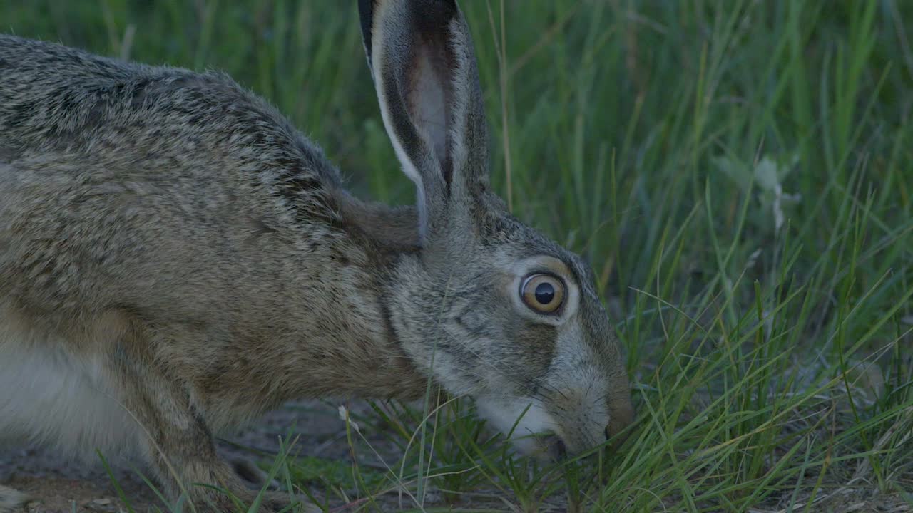Wild hare running and eating on the road slow motion with big eyes