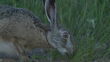 Wild-hare-running-and-eating-on-the-road-slow-motion-with-big-eyes