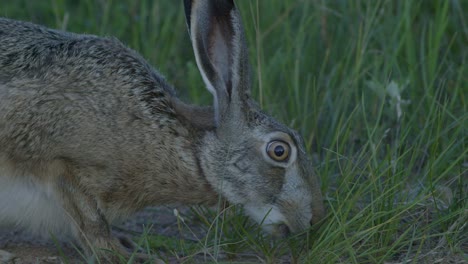 liebre salvaje corriendo y comiendo en la carretera a cámara lenta con ojos grandes
