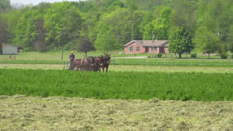 amish farmers use traditional horses and methods to plow their fields