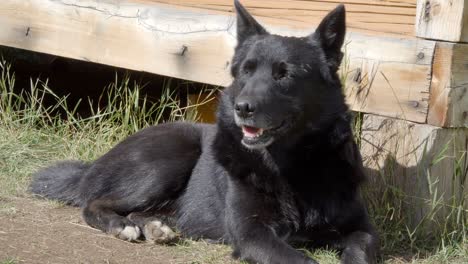 tired dog lie on the grass outdoor, resting black dog sunny day