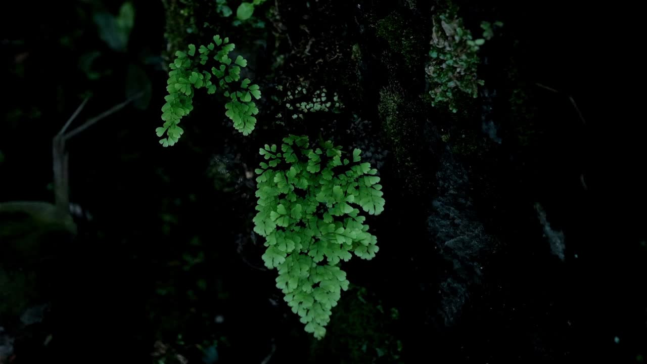 hermoso helecho tropical verde oscuro crece contra una roca negra en una cueva con una cascada