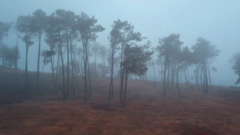 slow dolly drone shot of creepy foggy forest with tall trees