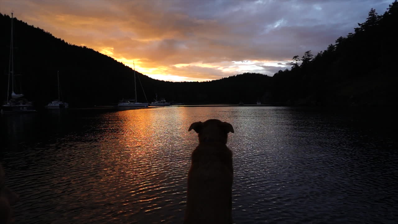 Dog sits on the Bow of a boat looking at a dramatic orange sunset reflecting off the water.