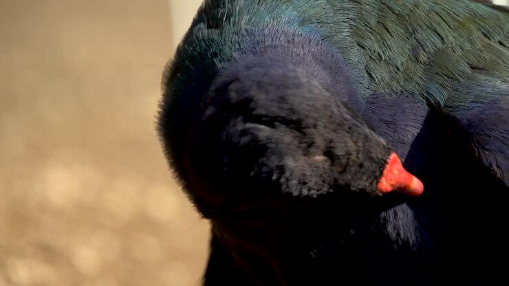 Un raro uccello Takahe della Nuova Zelanda che si pulisce le piume