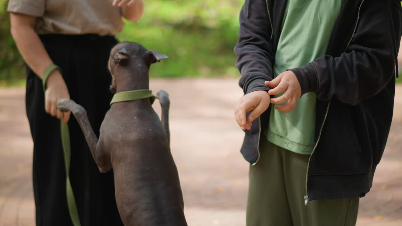 Joyful Meeting With Beloved Dog, Person Joyfully Reuniting With Cherished Hairless Dog In Park, An Enthusiastic Embrace As Owner Reunites With Beloved Hairless Dog On Sunny Park Pathway