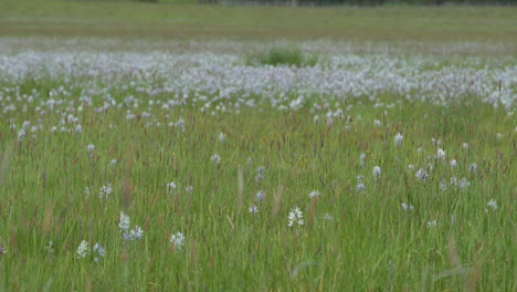 Mittlere-Pfanne-Des-Feldes-Der-Blumenwiese,-Camas-Blumen