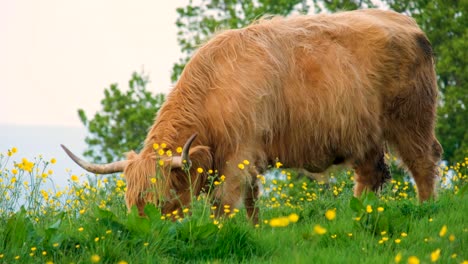 Highland-cattle-with-big-horns-and-shaggy-hair-coat-flicking-its-tail-whilst-eating-eating-surrounded-by-yellow-buttercup-flowers-in-rural-countryside-field