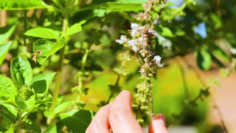 Hands gently picking basil flowers in a sunlit garden, showcasing vibrant green leaves and delicate blossoms