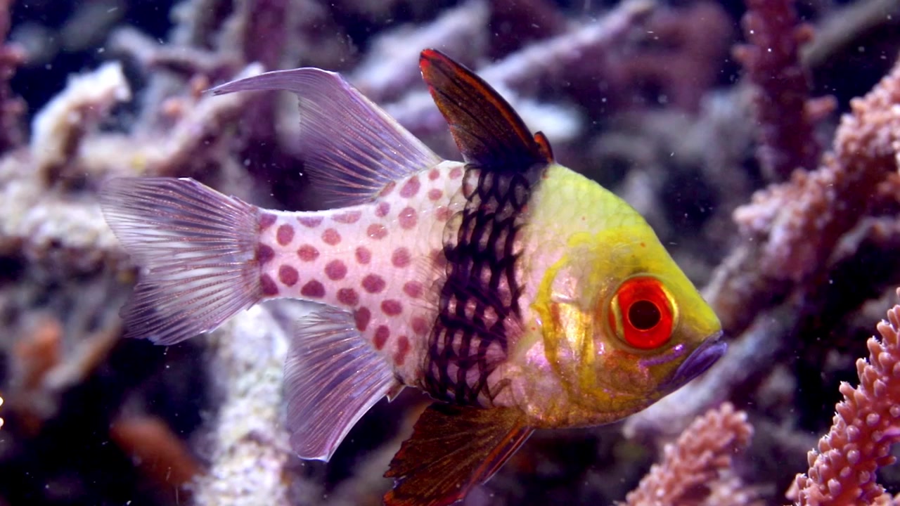 4K nærbillede af en pyjamas-kardinalfisk, der svæver over et koralrev i Raja Ampat, Indonesien. Farverig tropisk revfisk i dens naturlige habitat.