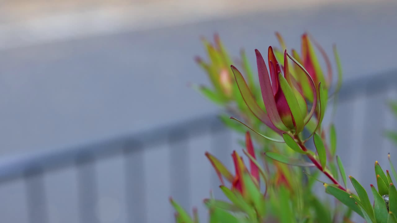 흐릿한 배경과 사람이 있는 레우카덴드론 식물