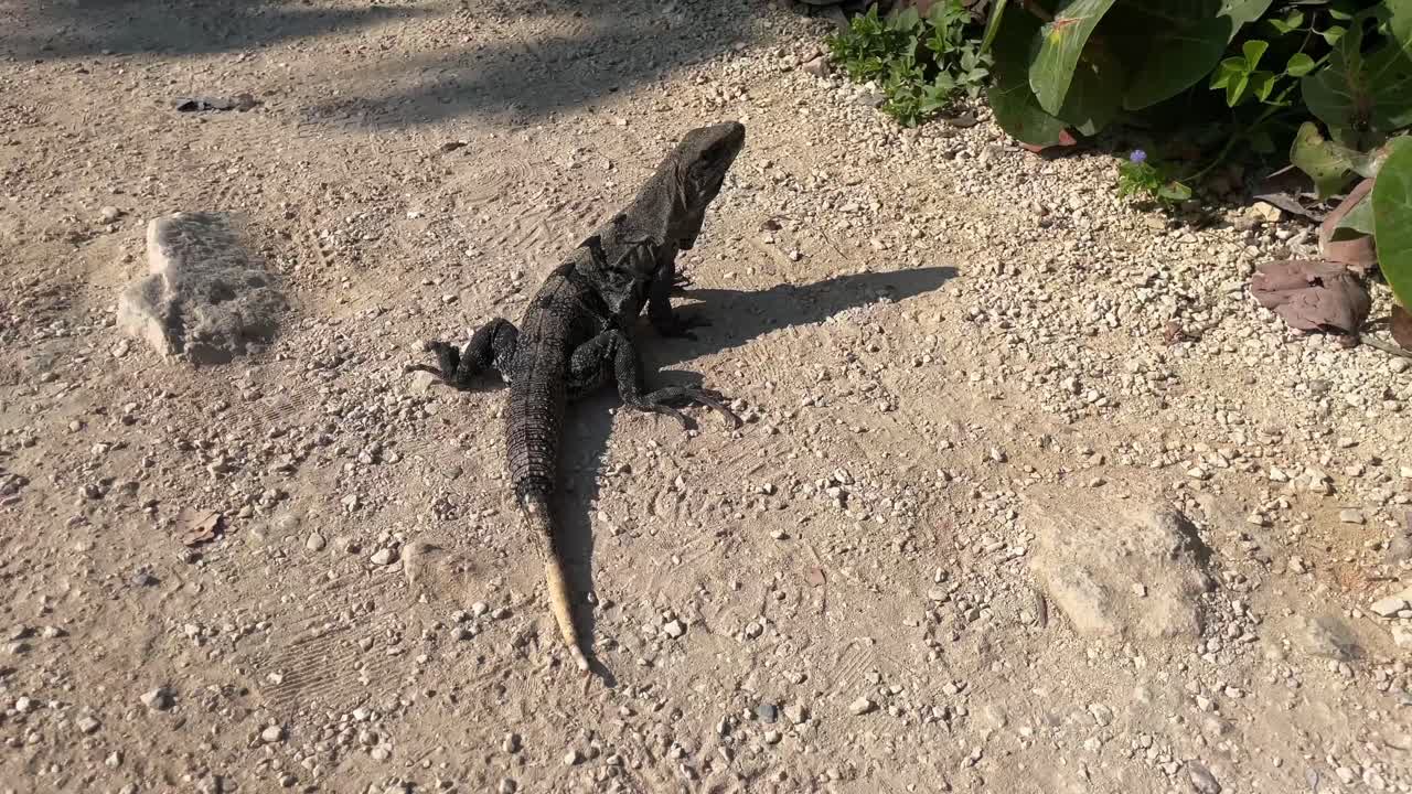un rettile drago iguana che cammina lentamente nella vegetazione del deserto da vicino