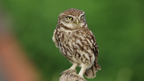 close up shot of wild little owl perched on branch in wilderness, blurred background