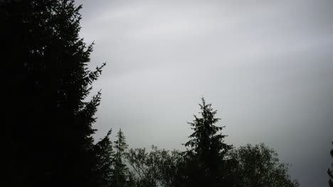 Timelapse-Of-Cloudy-Sky-Over-Tree-Silhouettes-At-Dusk