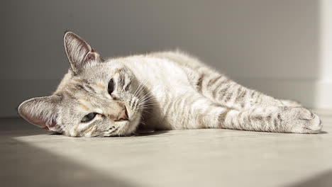 un paisaje de un gato tratando de dormir - plano general