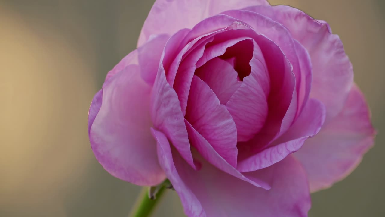 Close-up video of a blooming pink rose, capturing delicate petals in soft focus