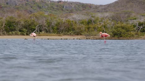 Flamingos-in-shallow-waters-with-Curacao's-lush-backdrop,-daylight