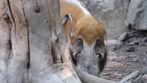 red river hog, or african bushpig, has ear tufts and white mane